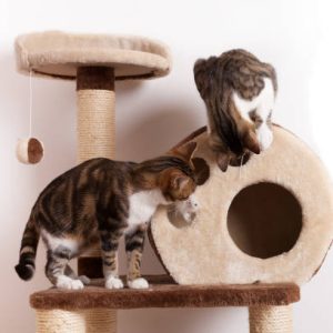 deux chats qui jouent