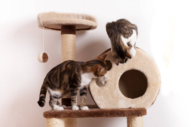 deux chats qui jouent