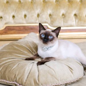 chat sur un coussin