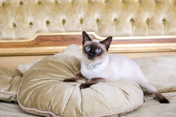 chat sur un coussin